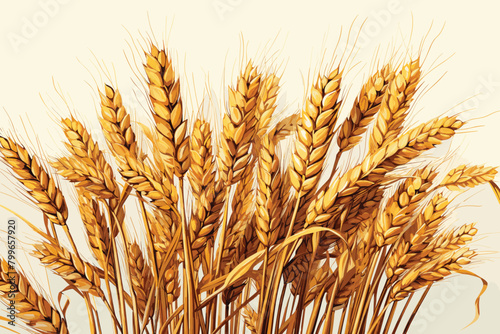 Ears of wheat. Watercolor hand drawn horizontal illustration, isolated on white background 