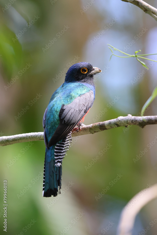 The blue-crowned trogon (Trogon curucui) is a species of bird in the family Trogonidae, the quetzals and trogons. This photo was taken in Colombia. The blue-crowned trogon (Trogon curucui) is a species of bird in the family Trogonidae, the quetzals and trogons. This photo was taken in Colombia.