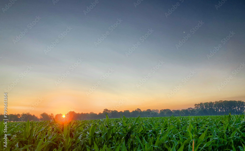 A new day begins as the sun crests the horizon, its rays piercing through the mist to bathe a sprawling cornfield in a soft light. The pastel hues of dawn's sky offer a backdrop of serenity, while the