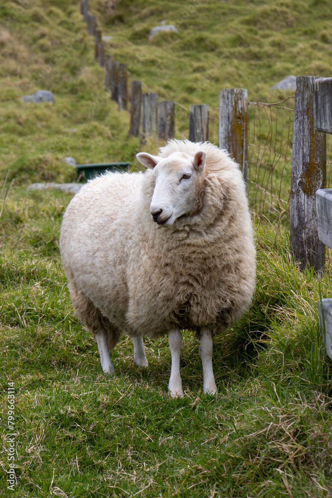 Sheep by a Wooden Fence - Tauranga, New Zealand Sheep by a Wooden Fence - Tauranga, New Zealand