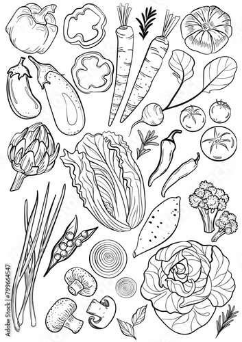 Vegetable on white background. Hand-drawn vector illustration. Drawing in black and white isolated background.