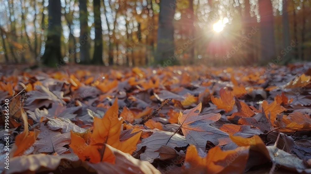custom made wallpaper toronto digitalSunlight filters through the dense tree canopy in a wooded area, creating a dappled effect on the forest floor.