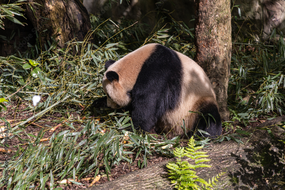 Giant panda, Panda Valley, Chengdu, Sichuan province, China Giant panda, Panda Valley, Chengdu, Sichuan province, China