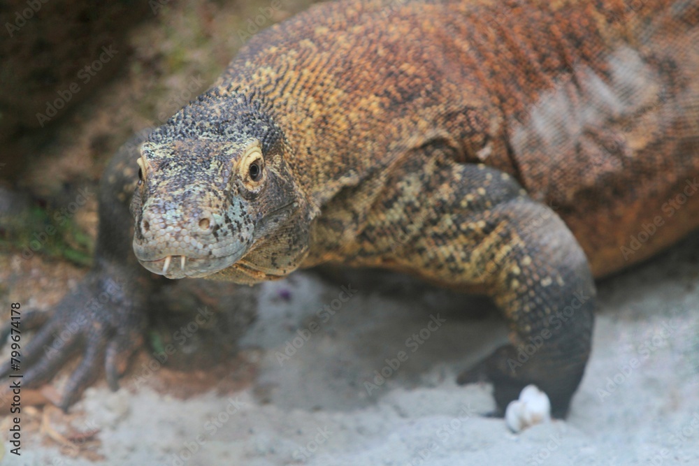Obraz premium portrait of a komodo basking and looking at the camera
