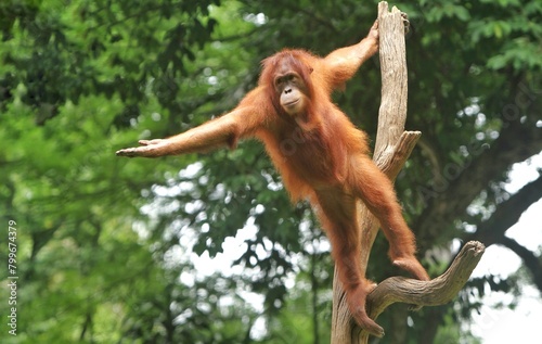 A young orangutan stands on a tree branch holding out his hand