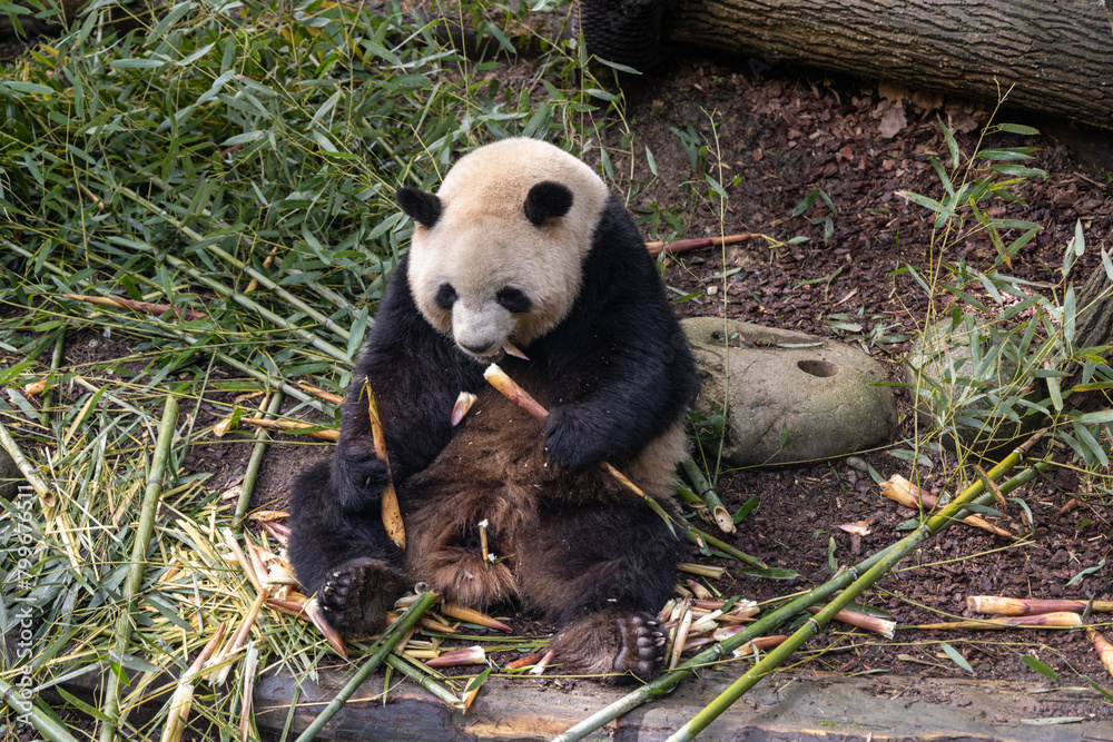 Fototapeta premium Giant panda, Panda Valley, Chengdu, Sichuan province, China
