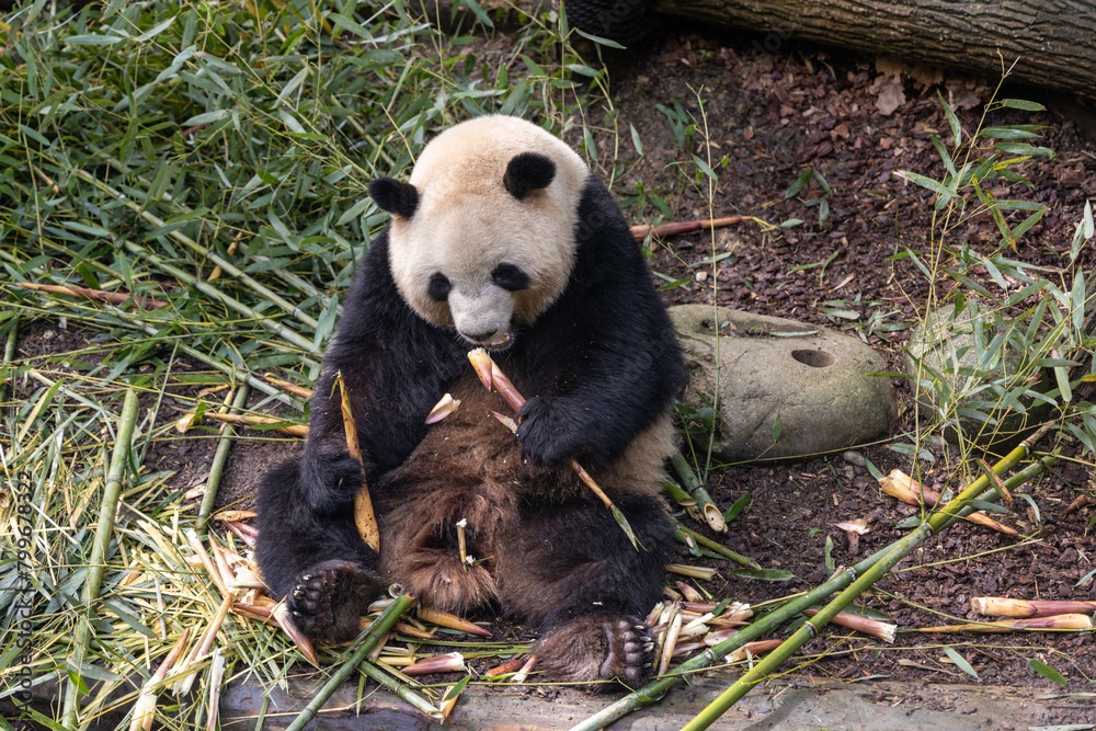 Fototapeta premium Giant panda, Panda Valley, Chengdu, Sichuan province, China