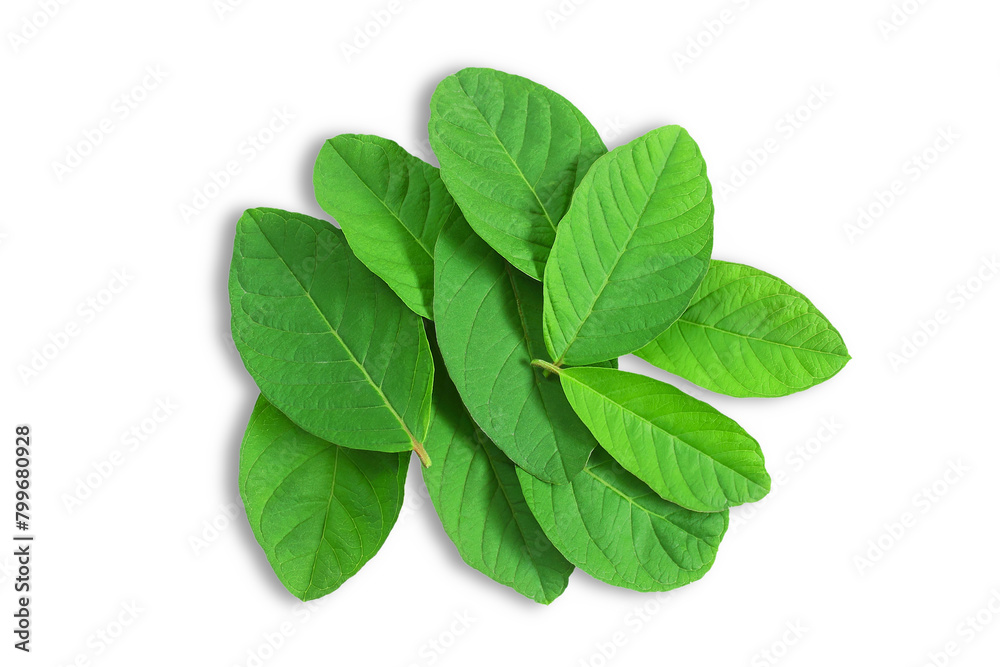green guava leaves for herbal tea isolated,cutout in transparent background,png format green guava leaves for herbal tea isolated,cutout in transparent background,png format