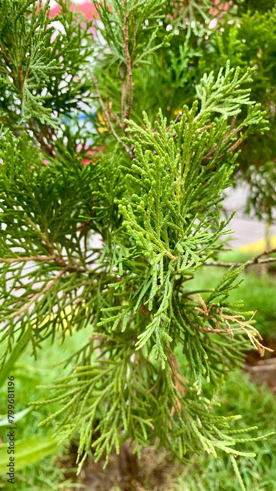 Close-up of Delicate Green Foliage Close-up of Delicate Green Foliage