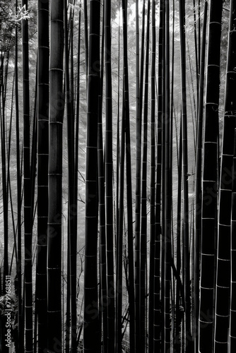 An artistic portrayal of a dense bamboo forest  with the slender stalks forming vertical lines that converge towards the top of the frame  in black and white tone