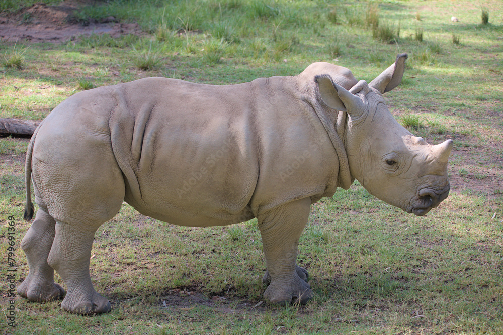 Fototapeta premium A baby of the white rhinoceros, white rhino or square-lipped rhinoceros (Ceratotherium simum in Latin)