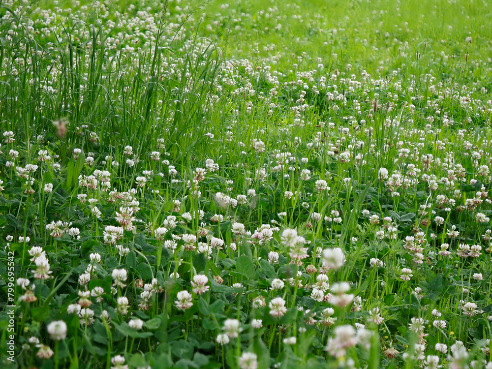 Fototapeta premium 草原に咲いた白詰草の花