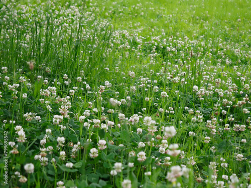 草原に咲いた白詰草の花