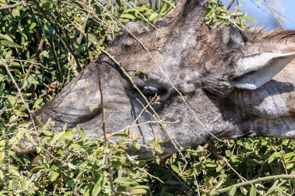 Naklejka premium Closeup of an Angolan Giraffe - Giraffa giraffa angolensis- head while its eating leaves from a bush, in Chobe national park, Botswana.
