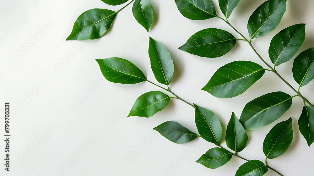 close - up of fresh green leaves on isolated background