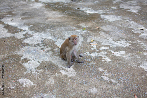 The monkey is sitting on the cement floor looking at the camera. photo