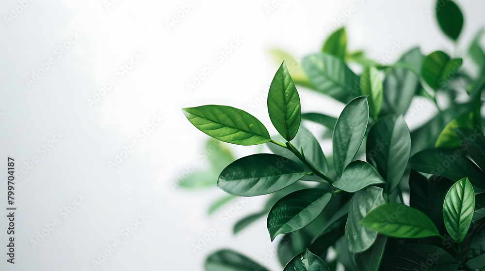 close - up of green leaves with copy space on isolated background close - up of green leaves with copy space on isolated background