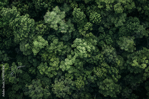 Aerial view of the intricate patterns of a dense forest canopy, with the interlocking branches and foliage forming a mesmerizing minimalist composition © grey