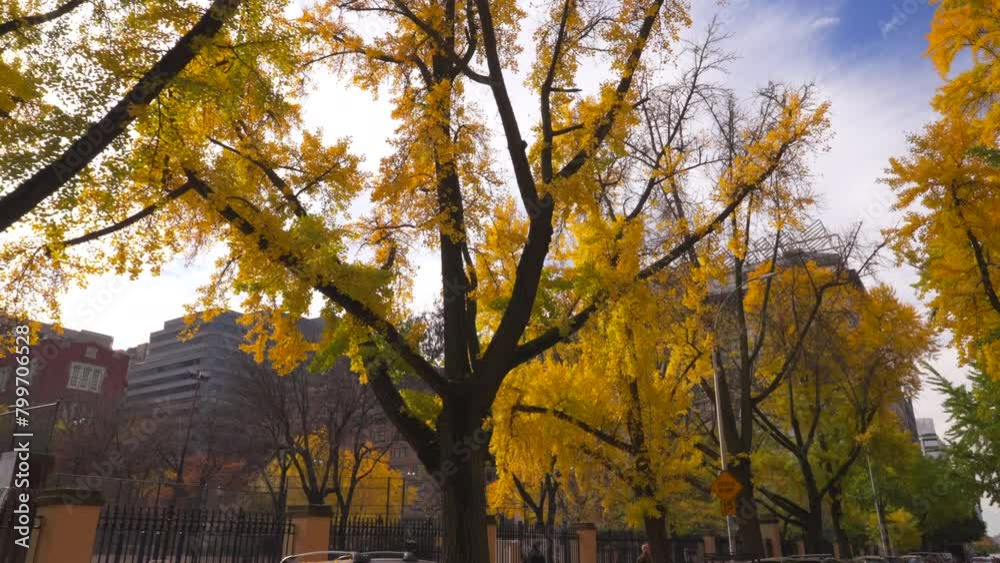NEW YORK, NEW YORK USA – NOVEMBER 15, 2023: Walking camera captures rows of autumn leaf color Ginkgo trees along street at West Village in New York City.
NEW YORK, NEW YORK USA – NOVEMBER 15, 2023: Walking camera captures rows of autumn leaf color Ginkgo trees along street at West Village in New York City.