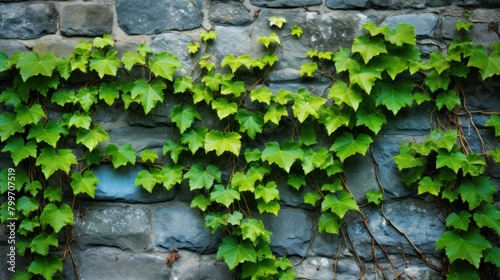 Lush green ivy climbing on stone wall