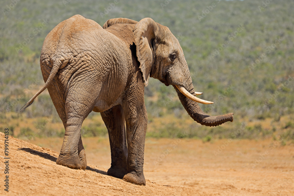 Fototapeta premium A large African bull elephant (Loxodonta africana) in natural habitat, Addo Elephant National Park, South Africa.