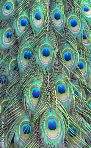 colorful of peacock feathers as background, top view