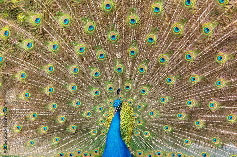Obraz premium peacock with open tail feathers as background