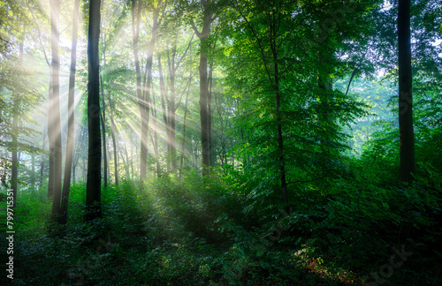 Sunny morning in the forest © Piotr Krzeslak