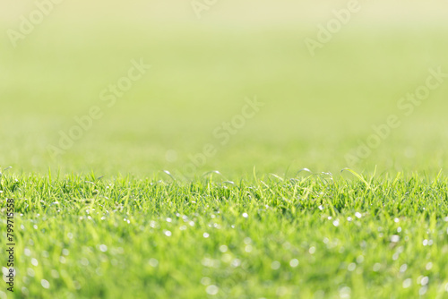 Wallpaper Mural field of fresh green grass as background Torontodigital.ca