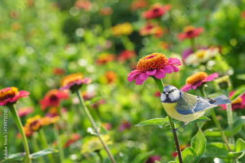 little bird perching on zinnia flower in a garden. Blue tit. Summer time