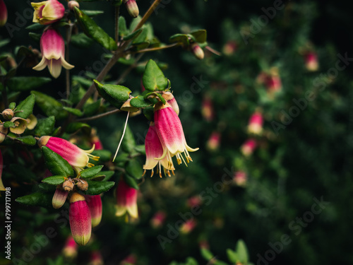 Correa flower