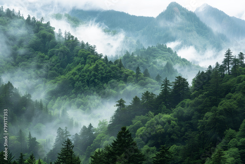 The mountains are covered in a layer of mist, which is thicker in the valleys and thinner on the peaks. The foreground consists of a dense forest of coniferous trees