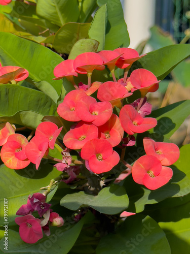 Christ thorn flower in red color. Blooming crown of thorns (Euphorbia milii) in the pot.