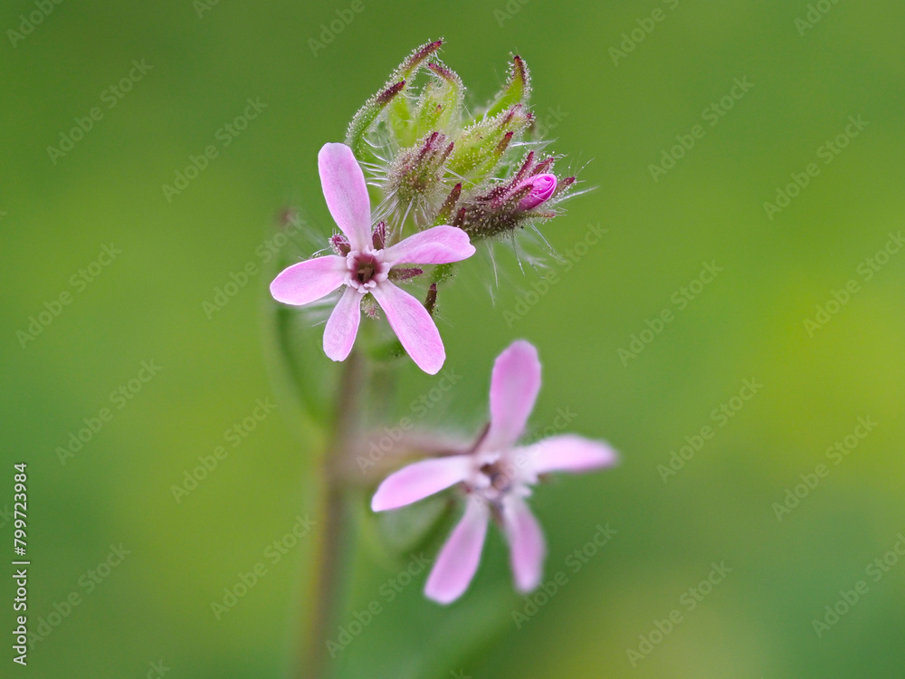 Obraz premium ピンクの花を咲かせたシロバナマンテマ