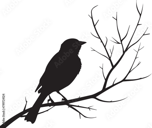 blackbird on a branch © Rizwan silhouette