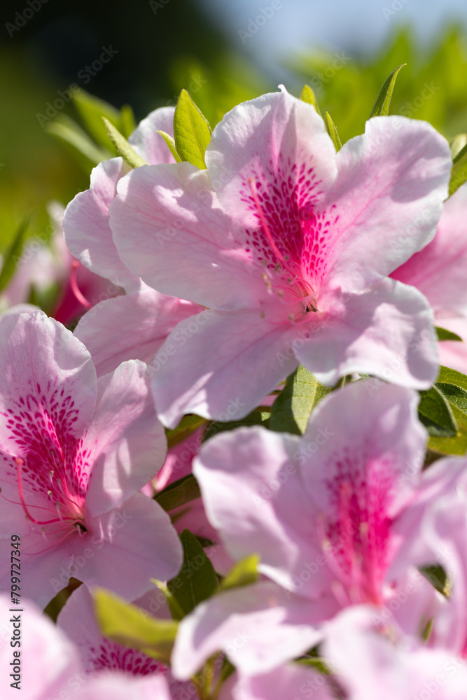 Fototapeta premium 薄いピンクのツツジのアップ