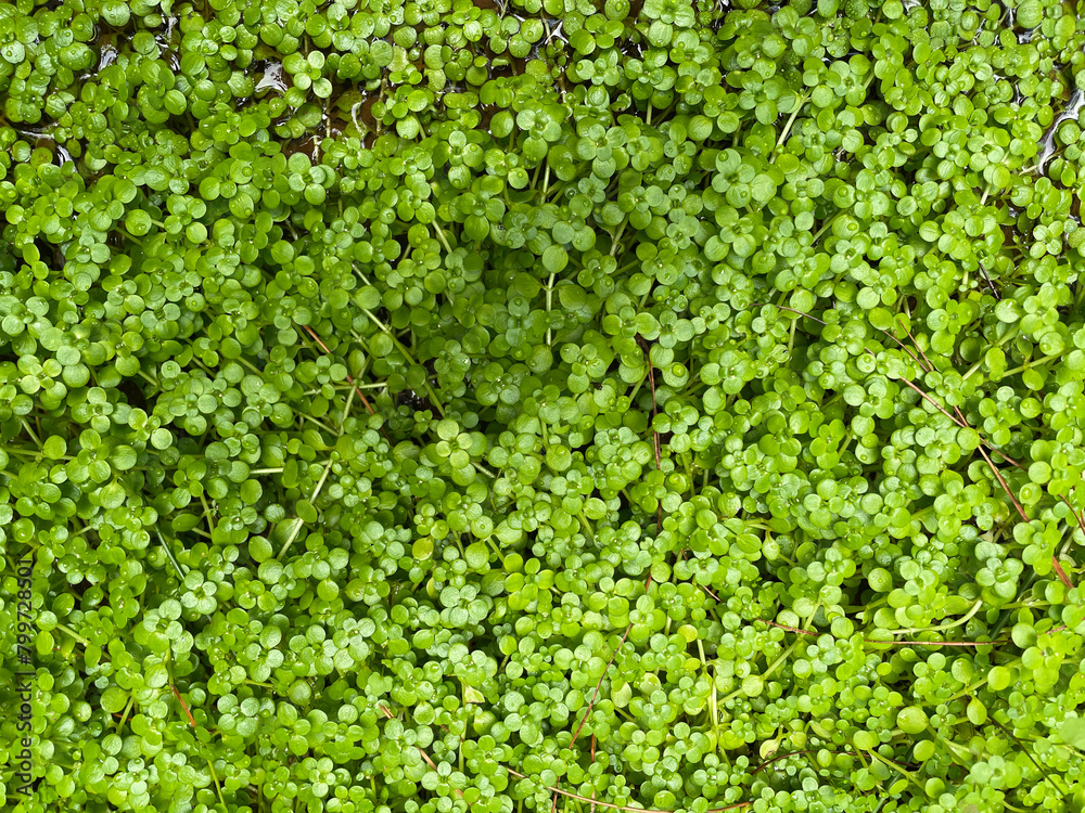 Small aquatic plants forming a beautiful texture pattern background
Small aquatic plants forming a beautiful texture pattern background
