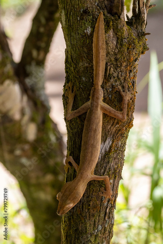 Ein madegassischer gesäumter Flachschwanzgecko an einem Baumstam in der Draufsicht