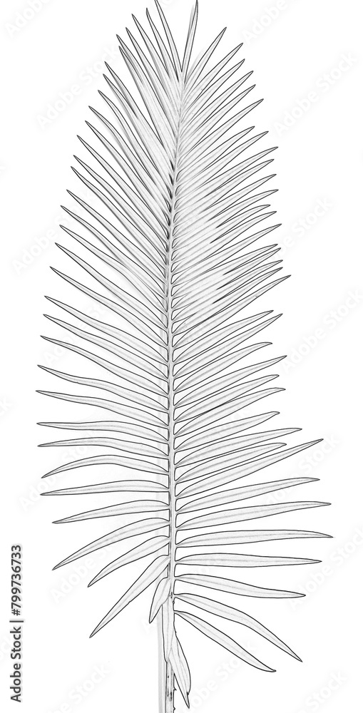 Fototapeta premium feuille de palmier sagoutier sur fond blanc 