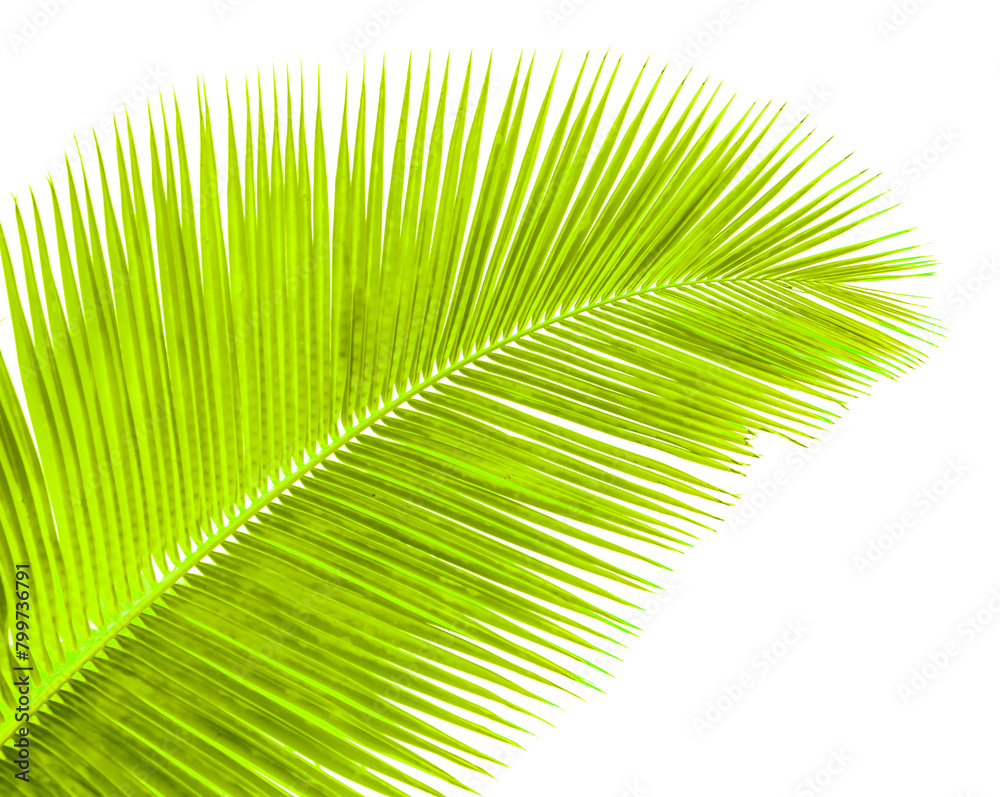 Obraz premium Feuille de cocotier