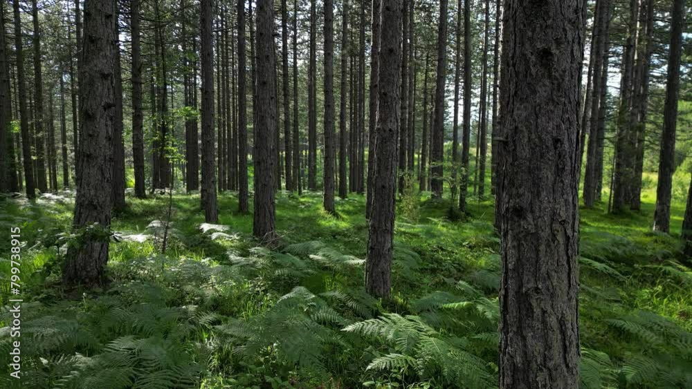 Moving in summer forest. Trees with shadows and sunshine, green wood, tracking shot, 4k Moving in summer forest. Trees with shadows and sunshine, green wood, tracking shot, 4k