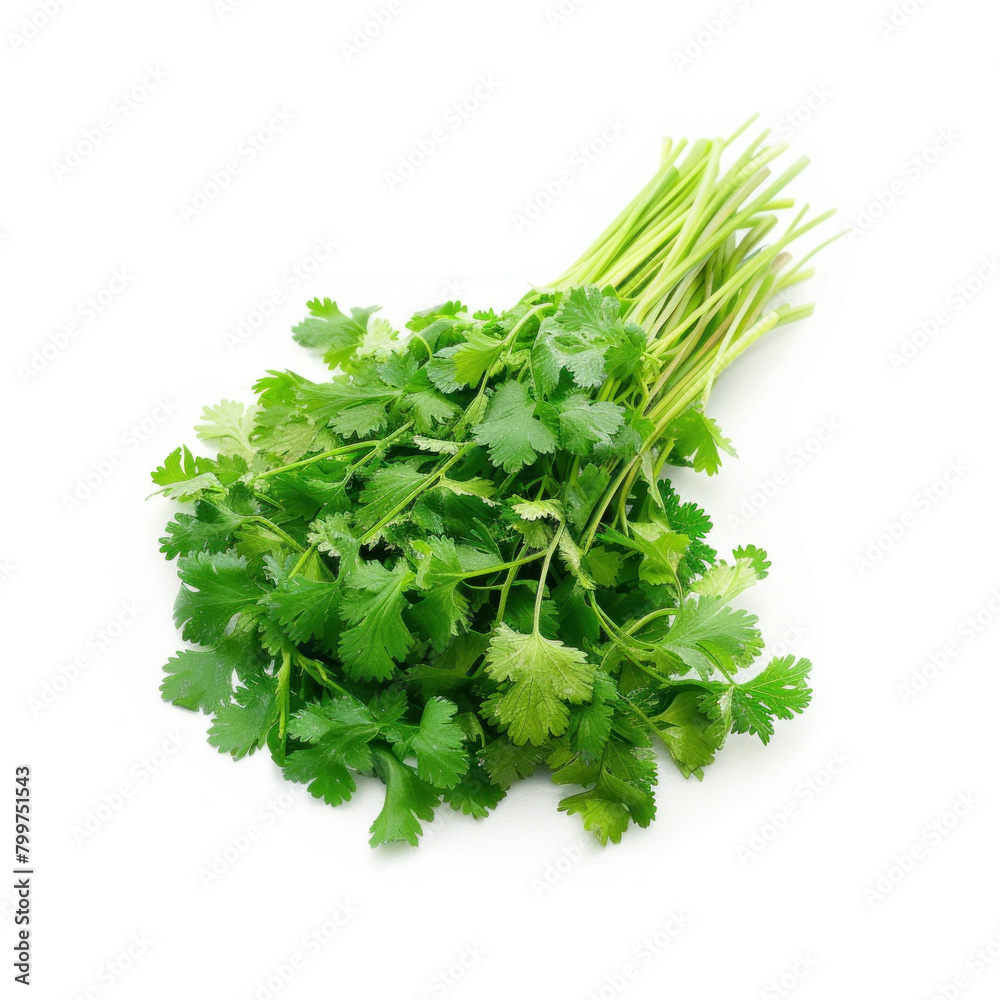 Bunch of Fresh Coriander Leaves Isolated on White Background, Culinary Herbs Bunch of Fresh Coriander Leaves Isolated on White Background, Culinary Herbs