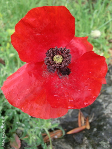 coquelicot 