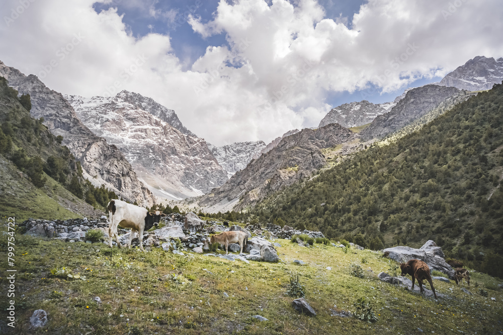 Panoramic landscape in the mountains with rocks and scree, with grass glades, snow and glaciers on a sunny summer day in the Fann Mountains in Tajikistan with mountain ranges