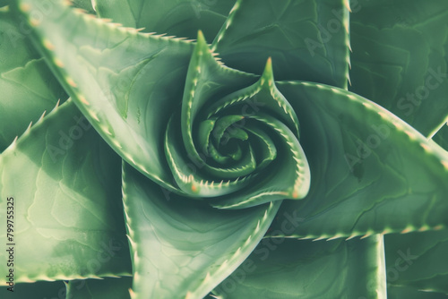 A minimalist close-up view of the spiral pattern of an aloe plant, with its concentric arrangement of leaves radiating from the center and creating a captivating minimalist composition  photo
