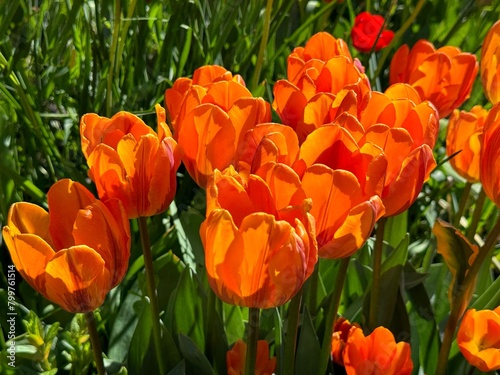 Tulips flowers bright yellow orange petals. #799761514