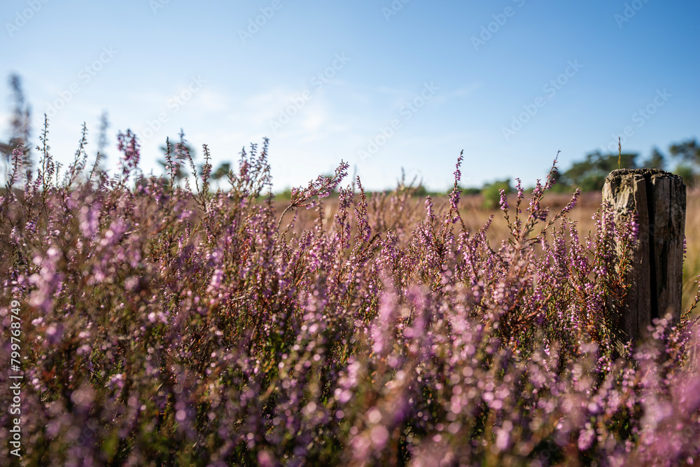 Fototapeta premium Den Treek Leusden, rays of light over the landscape