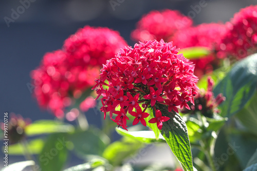 Red Pentas Lanceolata also known as egyptian starcluster in the garden. photo