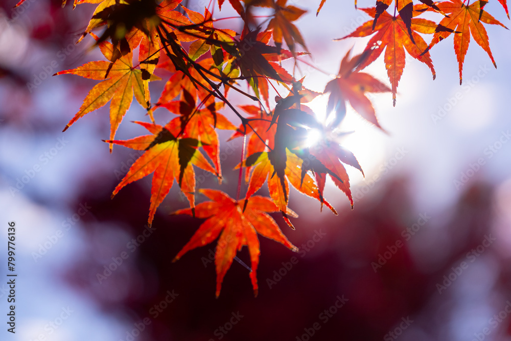 Close-up colorful nature calm autumn golden foliage on tree in autumnal fall park forest woods bright sunbeams sunlight breaks through leaves sunset or dawn nice sunny weather Close-up colorful nature calm autumn golden foliage on tree in autumnal fall park forest woods bright sunbeams sunlight breaks through leaves sunset or dawn nice sunny weather