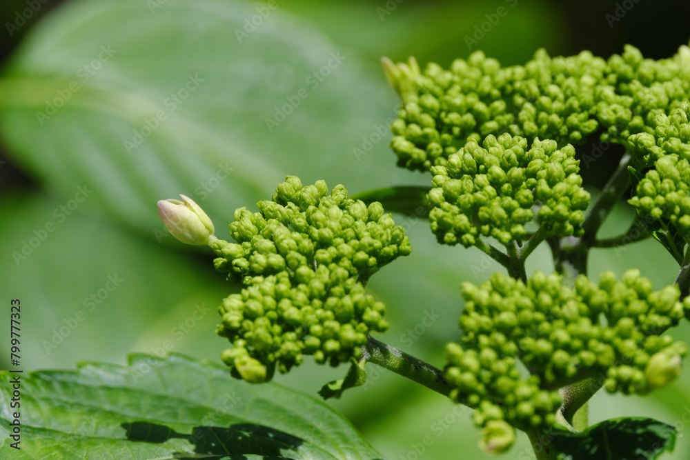 かわいい紫陽花の蕾 かわいい紫陽花の蕾